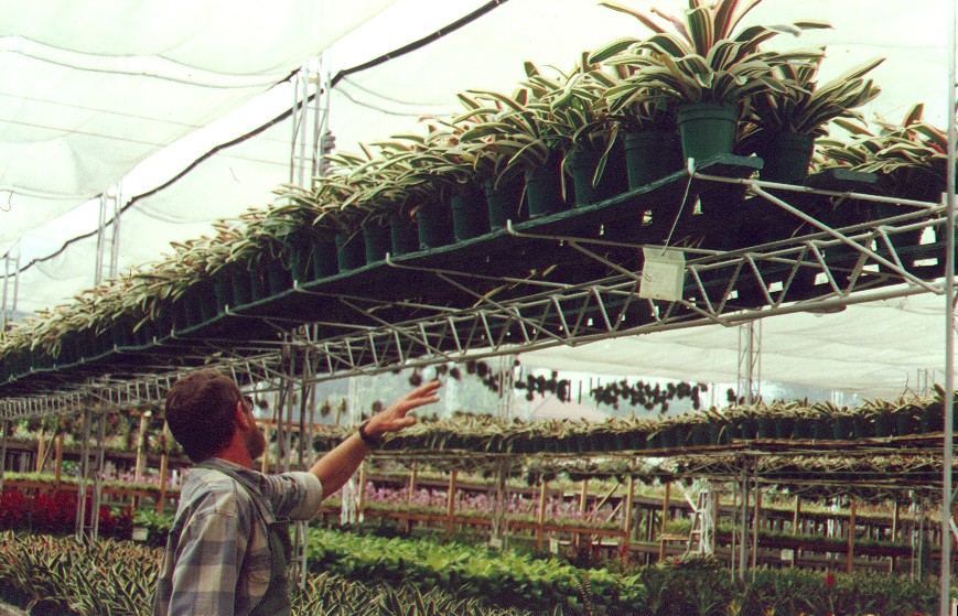 plantas vivas en estanterías planta viva vivero jardín estante para plantas vivas mostrador exhibidor de plantas vivas mostrador de plantas vivas en repisa armario tarima estantes de matas 0001 plantas vivas en estanterías planta viva vivero jardín estante para plantas vivas mostrador exhibidor de plantas vivas mostrador de plantas vivas en repisa armario tarima estantes de matas 0001